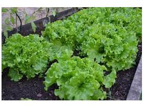 salade-6401bce6898da829916939.jfif